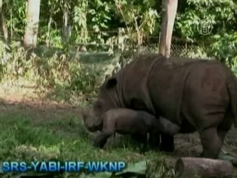 В неволе родился редкий суматранский носорог