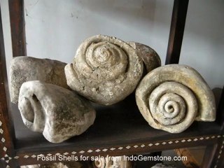 Fossil Shells