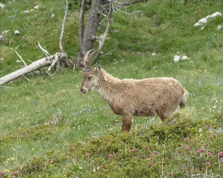 Traversée du Ranc Traversier par le Pas de Serre Brion au Pas Morta (Vercors Est)