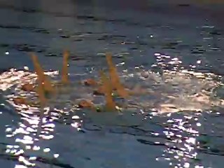 2012 France Espoirs National - Equipe - metropole nat synchro