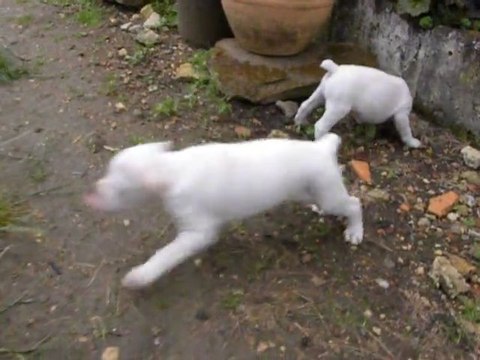 Femelle braque du Bourbonnais