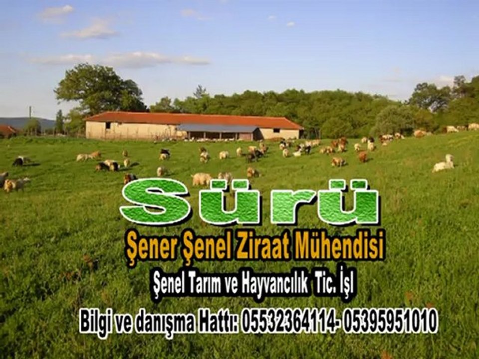 sürü-reklamı1-koyunkeçiürütimi-danışmanlık-işleri05366062730