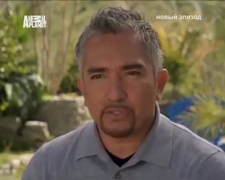 108-Переводчик с собачьего 2009