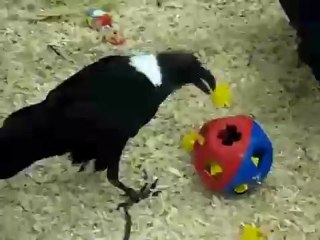 Afrika kuzgunu şekilli bulmacayı çözüyor