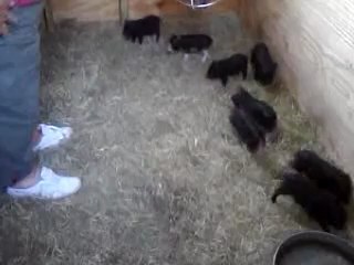 Micro Piglets Play Ball