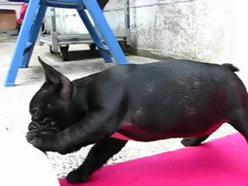 HERMIONE / Bouledogue français LOF / French Bulldog