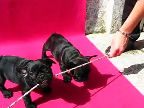 Chiots bouledogues français LOF