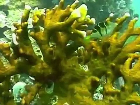 Climate change leaves the oceans 'hot, sour and breathless'