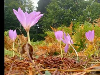 Çiğdem Der Ki Ben Alayım Erkan Oğur-İ. H. Demircioğlu