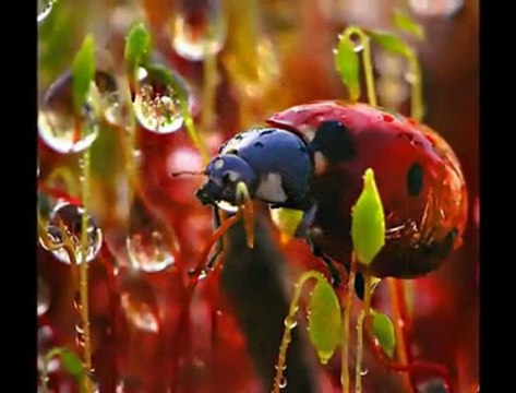 Luciano Pavarotti - Caruso