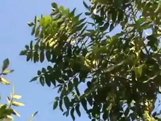 Syria فري برس ديرجمال ريف حلب قصف بالطيران والرشاشات 18 6 2012 Aleppo