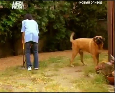 006-Переводчик с собачьего 2004