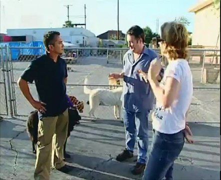 010-Переводчик с собачьего 2004