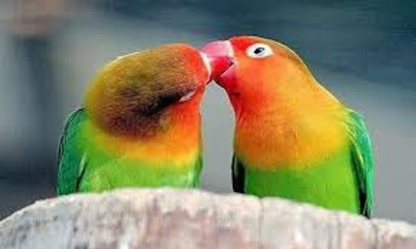 masaj salonu masoz kadıköy istanbul anadolu masaj salonu masoz