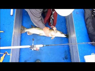 les gros brochets du lac de la forêt d'Orient 2012