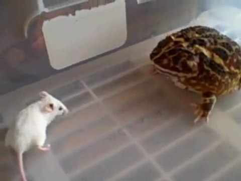 Crapaud mange une souris vivante