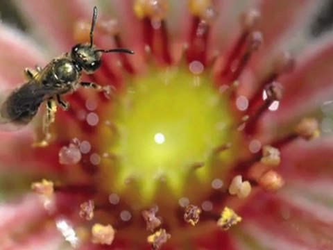 Sauvages en ville : biodiversité urbaine sauvage à la Défense Paris France