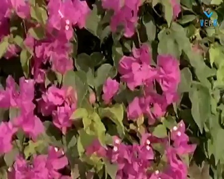 Suryanakanthige suryanakanthi - Thayige Thakka Maga,Rakkumar,Padmapriya Duet