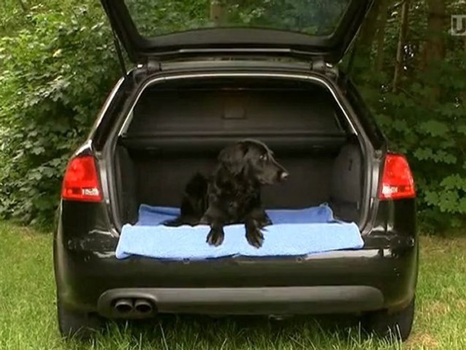 Audi RS4: Wenn’s dem Hund nicht schnell genug geht