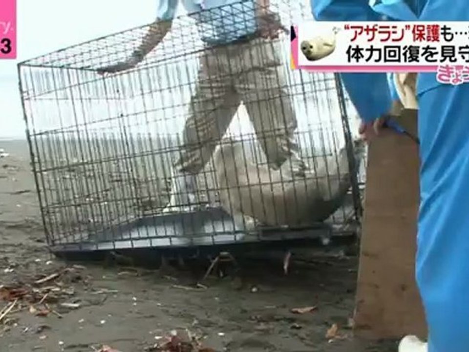 アザラシ 2 2012-06-20