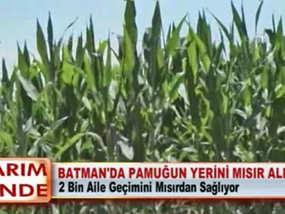 BATMAN'DA PAMUĞUN YERİNİ MISIR ALDI