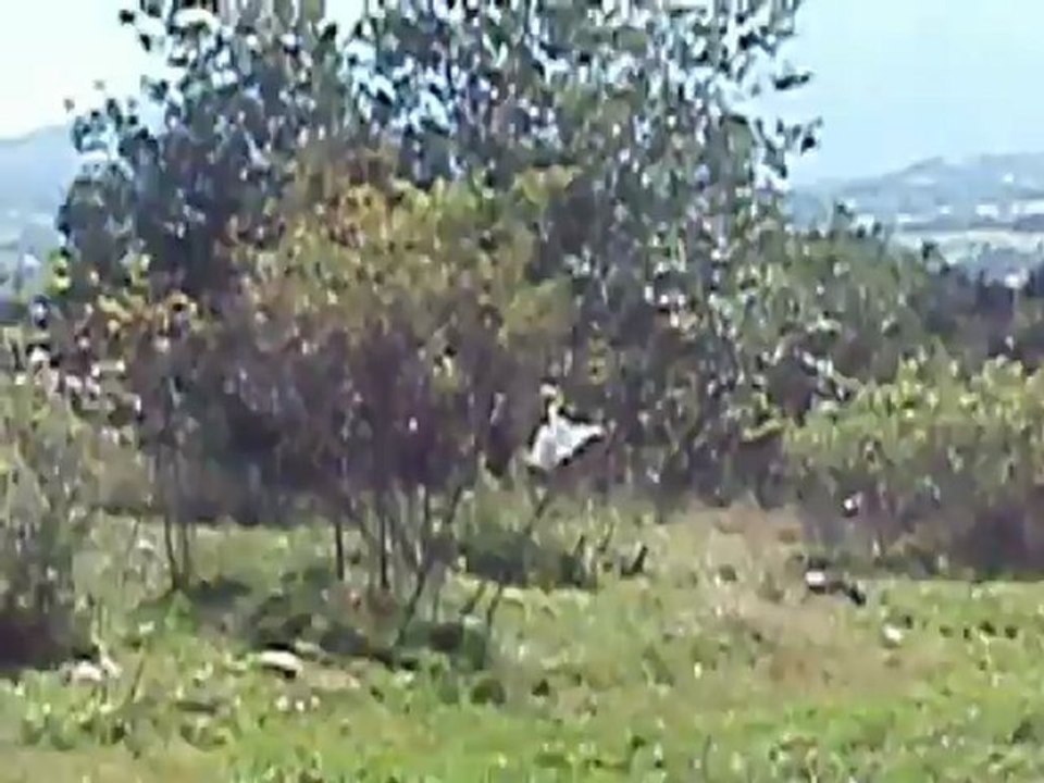 Białka Tarzańska - the village and pretty valley within polish Tatry (2011 - the summer)