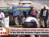 TOROSLAR’DA KARDELEN SOĞANI SÖKÜMÜ BAŞLADI