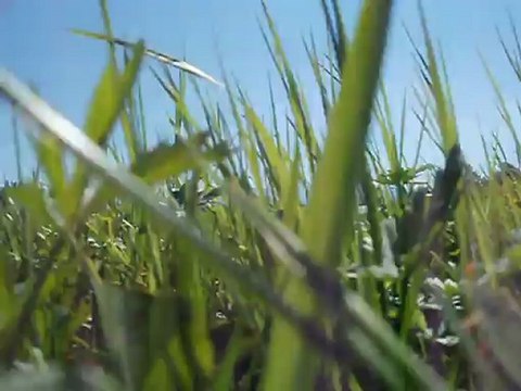 Białka Tarzańska - glades, woods, forrest flowers, rivers and pretty medium mountains