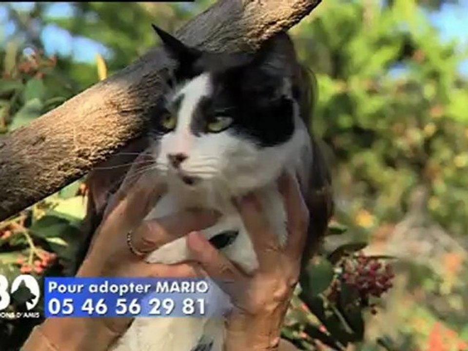 Adoptez Mario