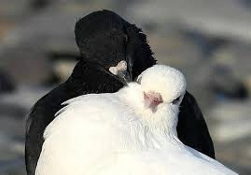 masaj salonu masoz kadıköy masaj salonu masaj masoz masaj salonu