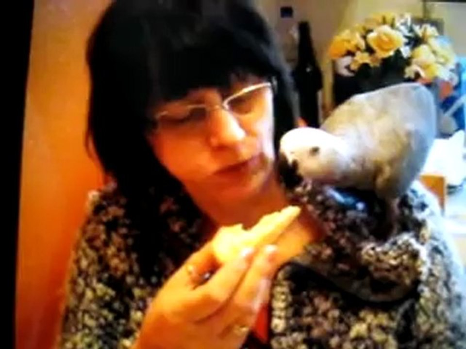 Graupapagei Carlo Bilder @ http://www.Reisebuero.be