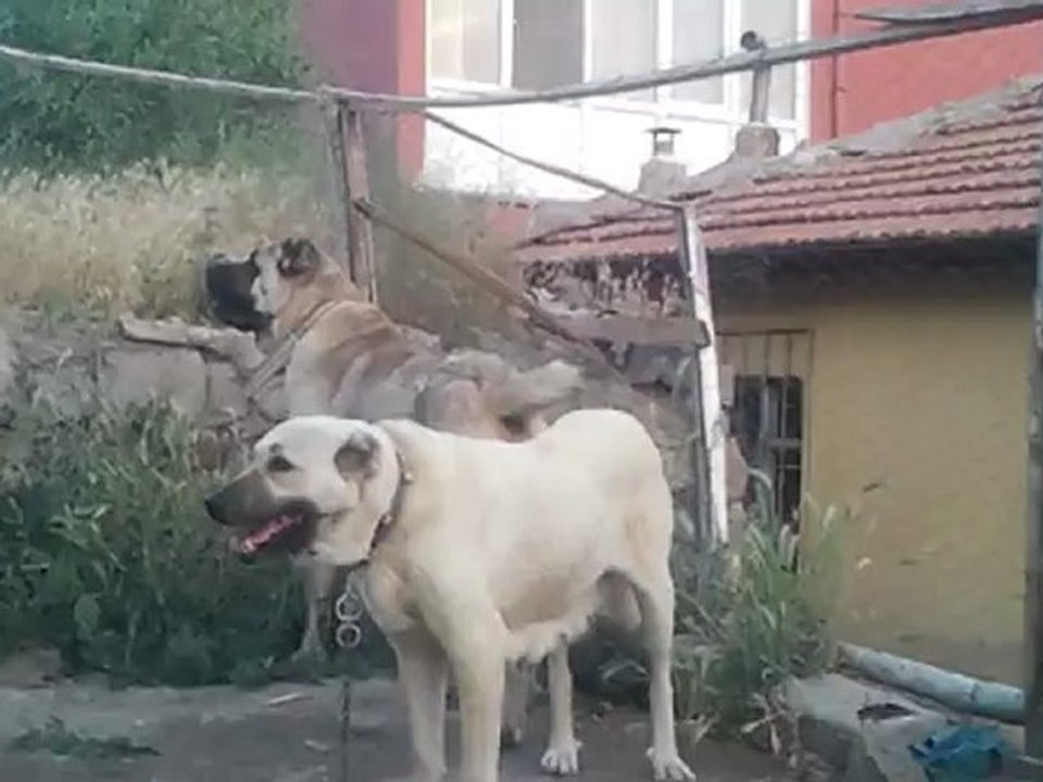 Güdük