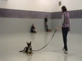 Long Island Dog Trainers, Sublime K-9 Dog Training