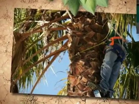 Don's Tree Services (603) 524-7720