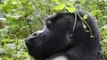 Gorilla nella Bwindi Impenetrable Forest (Uganda) - marzo 2012