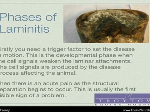 understanding Laminitis in horses