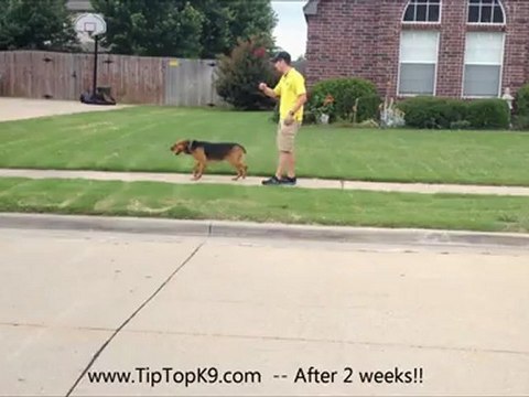 Tulsa Obedience Training - German Shepherd Dog Mix