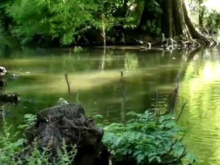 Nokia 808 PureView - Videotest 1080p Rich Recording papere e paperelle con zoom