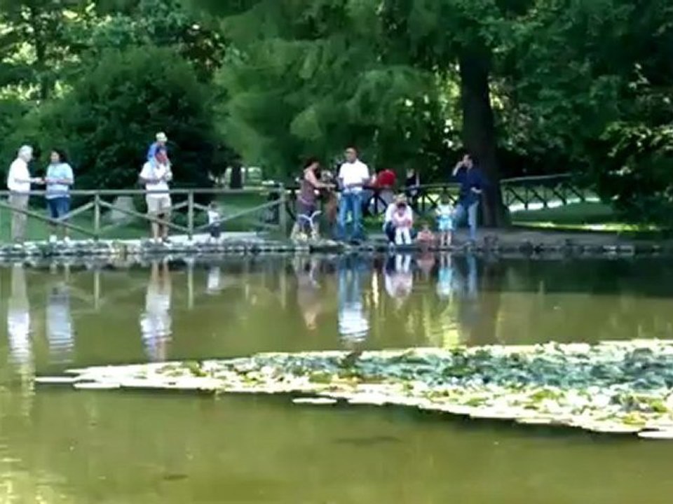 Nokia 808 PureView - Videotest 1080p Rich Recording palude e pesci in centro a Milano