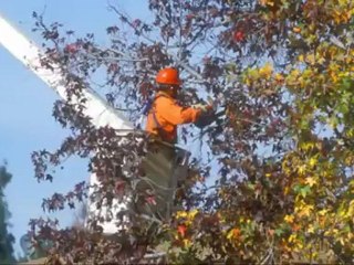 Dirks Tree Care Inc (208) 267-9109