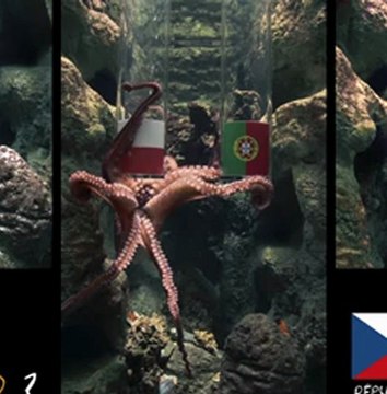 Rep. Tchèque - Portugal : la prédiction de Pierre le poulpe