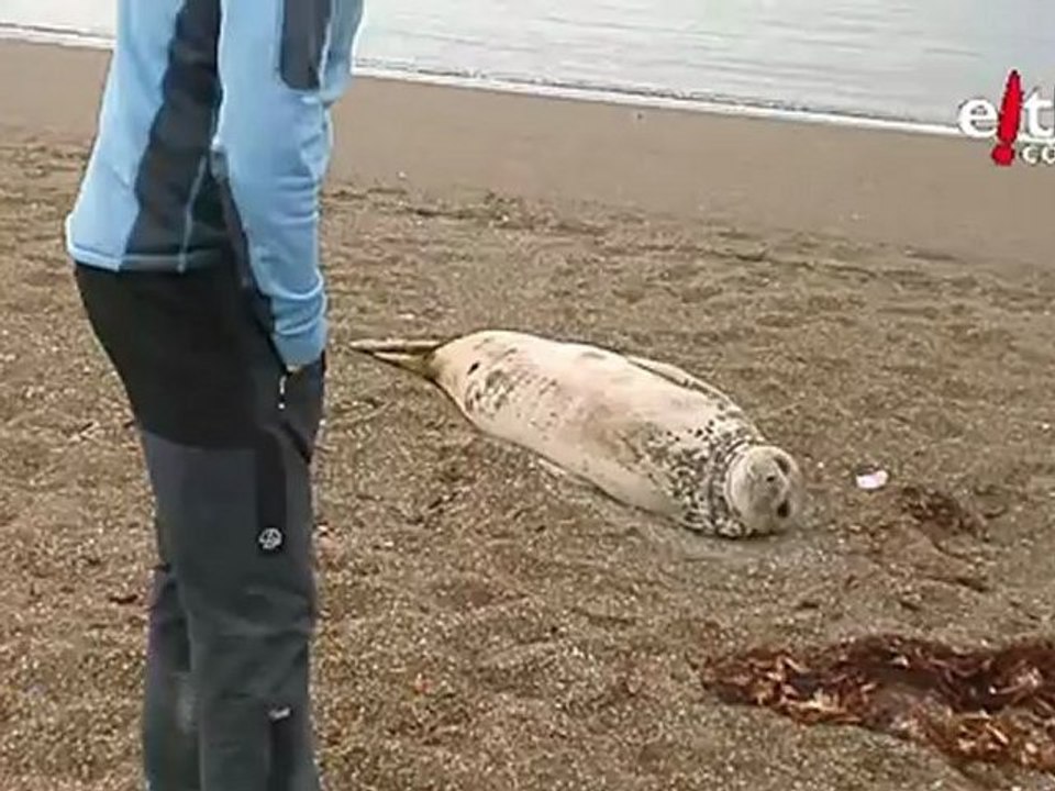 Lobo marino Patagónico, en la escena del desafio. El Conquis, backstage
