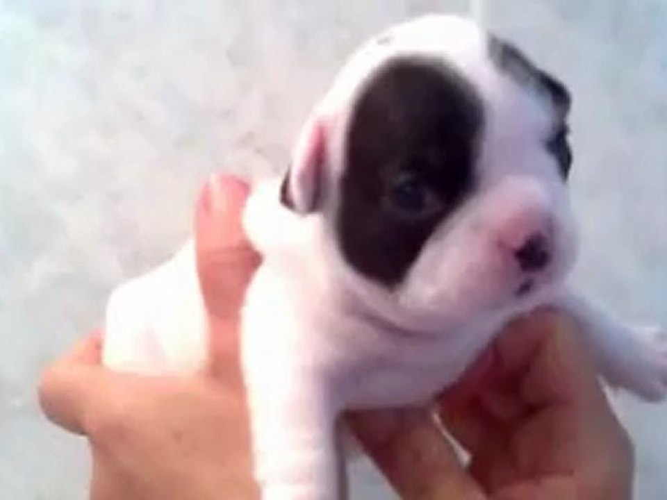 chiot femelle bouledogue français