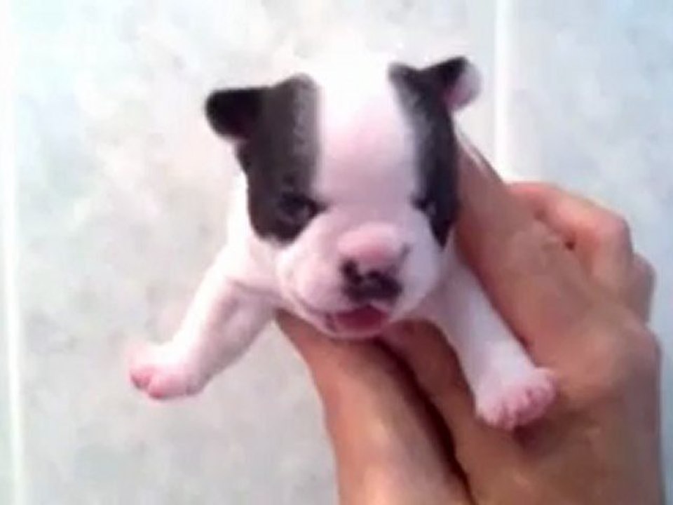 chiot femelle 2 bouledogue français