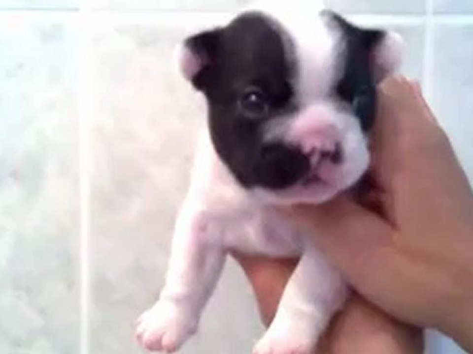 chiot male bouledogue français