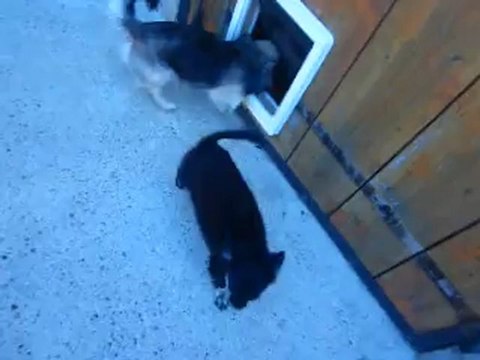 Haribo , mâle poil long Noir et tan, Lof