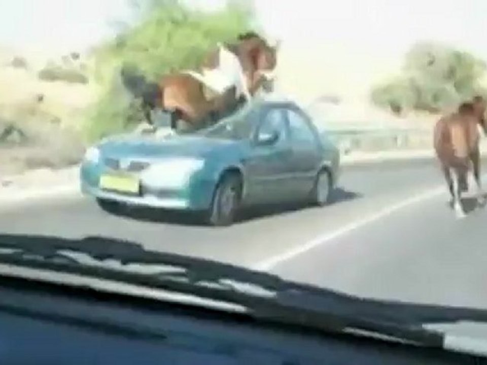cheval vs voiture