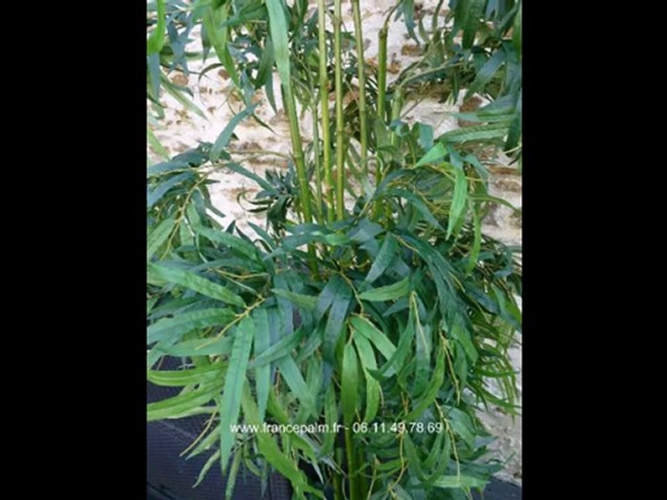 Location de Bambou grand modele 2m40