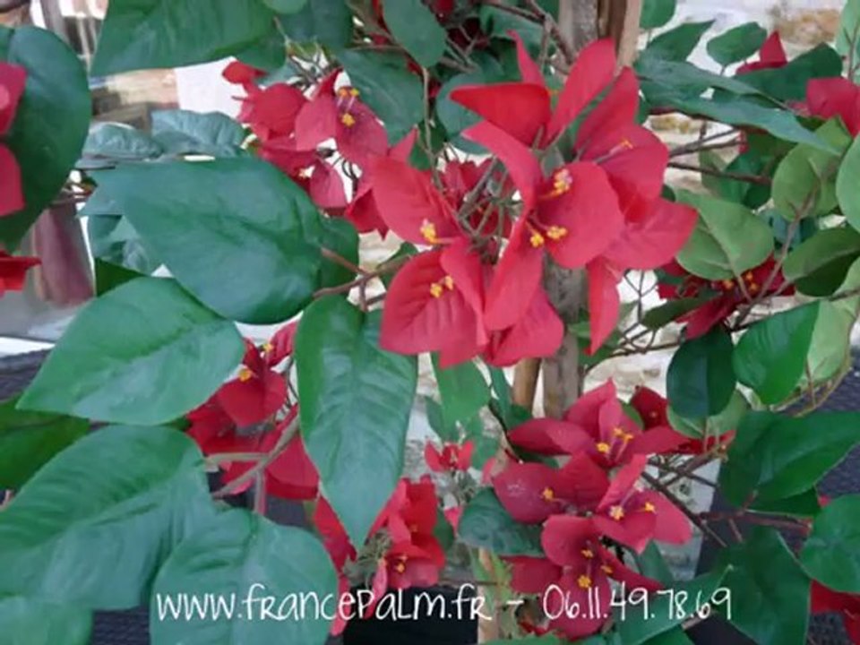 Location bougainvilliers rouges 2m10