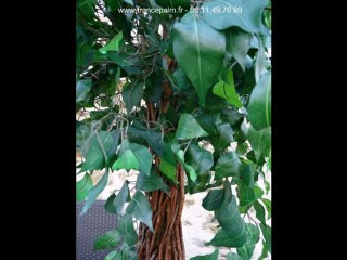 Location ficus 1m80
